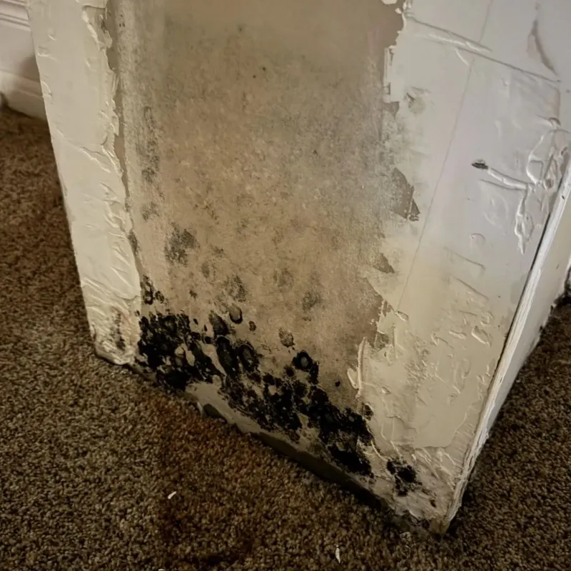 Professional Mold Removal in Two Rivers, WI